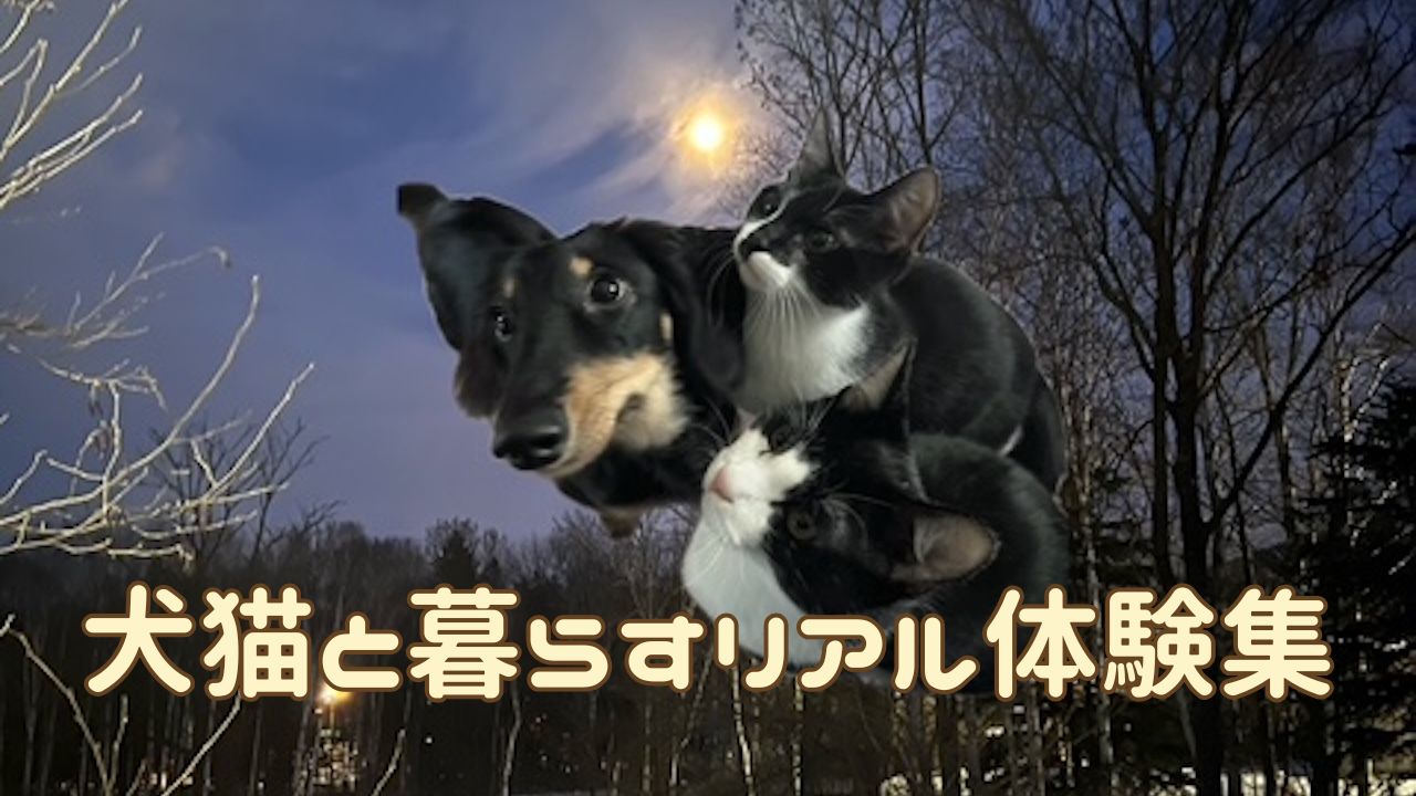 犬猫アイキャッチ リアルな体験談まとめ