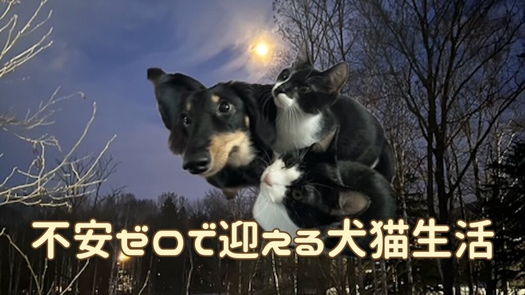 犬猫アイキャッチ 初めて犬猫を迎える方へまとめ