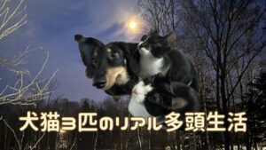 犬猫アイキャッチ 多頭飼いの気づき