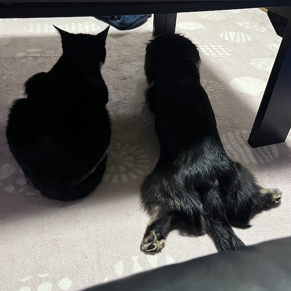 初めて犬猫を迎える方へまとめ3