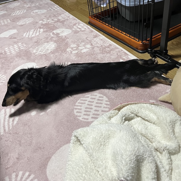 犬猫を迎える方へのアドバイス3