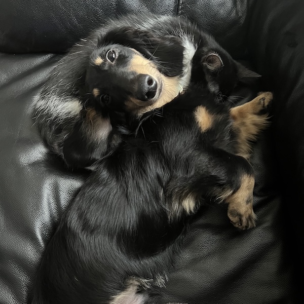 犬猫を迎える方へのアドバイス6