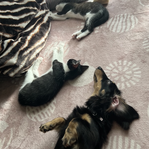 犬猫を迎える方へのアドバイス7