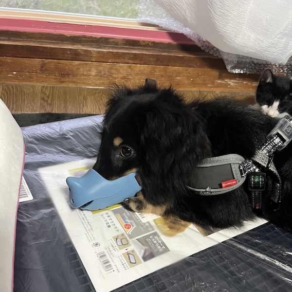 口輪のメリット、デメリット