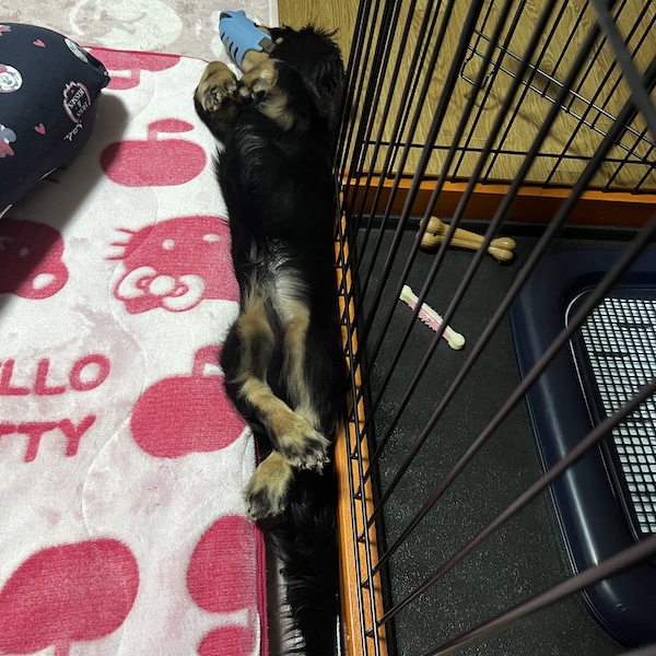 口輪のメリット、デメリット1