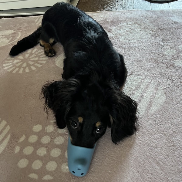 口輪のメリット、デメリット5