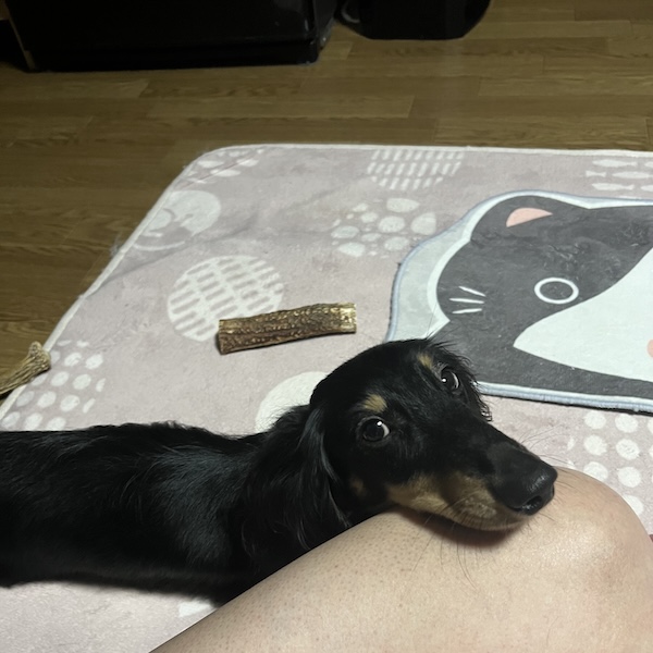 口輪のメリット、デメリット6