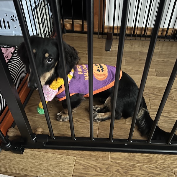 口輪のメリット、デメリット8