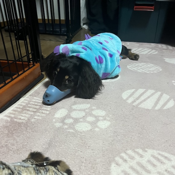 口輪のメリット、デメリット9