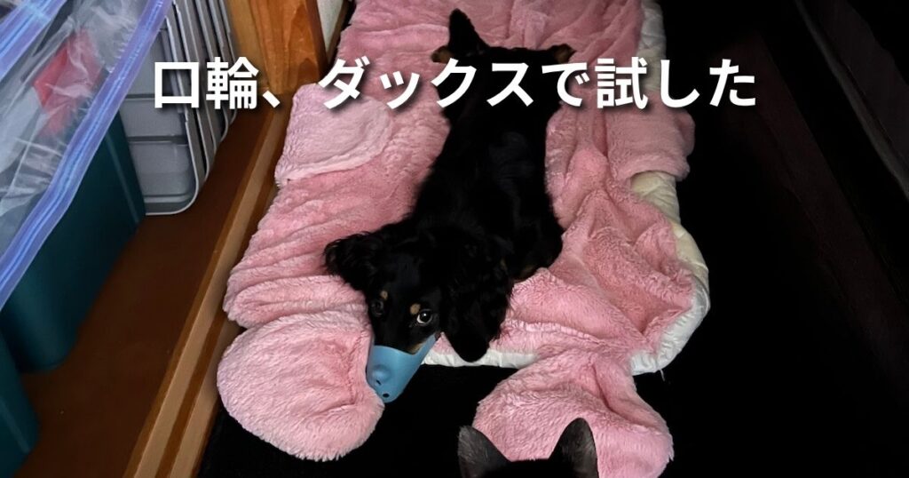 口輪、ダックスで試した アイキャッチ