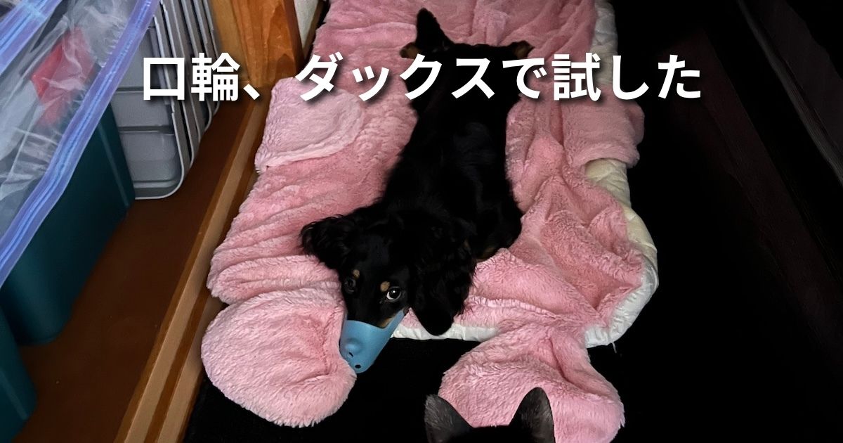 口輪、ダックスで試した アイキャッチ