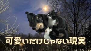 犬猫アイキャッチ 犬猫を迎える方へのアドバイス