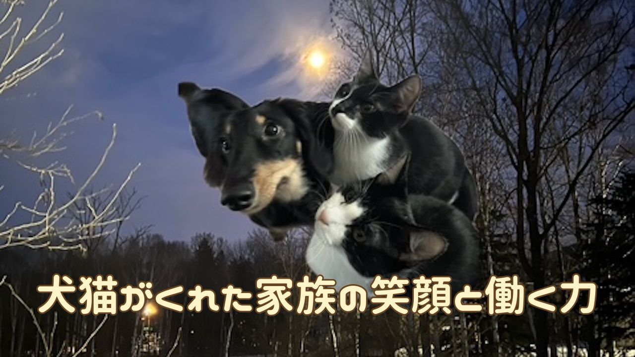 犬猫アイキャッチ 仕事と家族