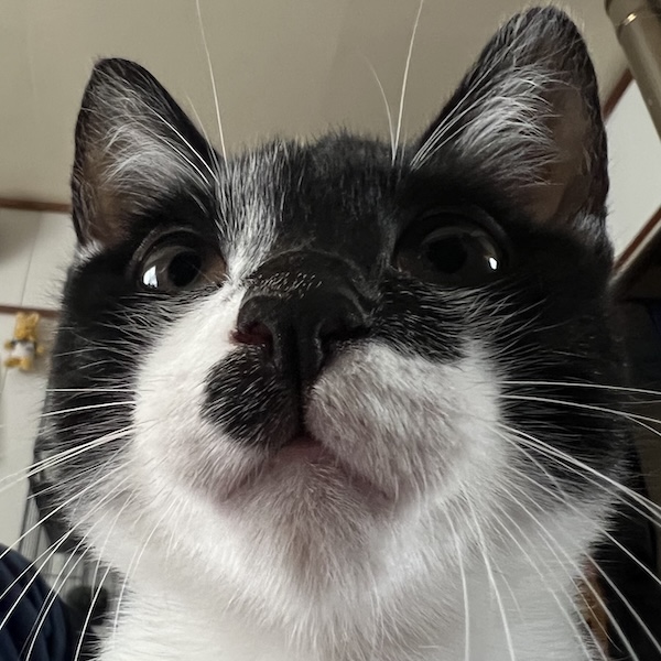 猫アレルギーとの付き合い方