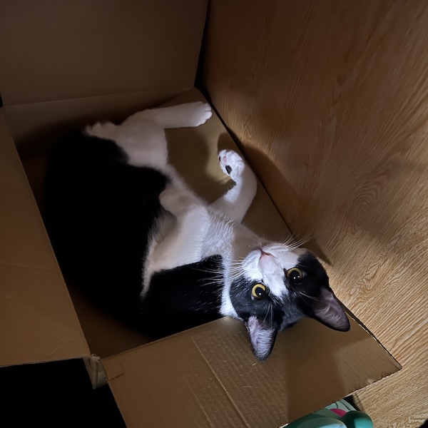 猫アレルギーとの付き合い方1