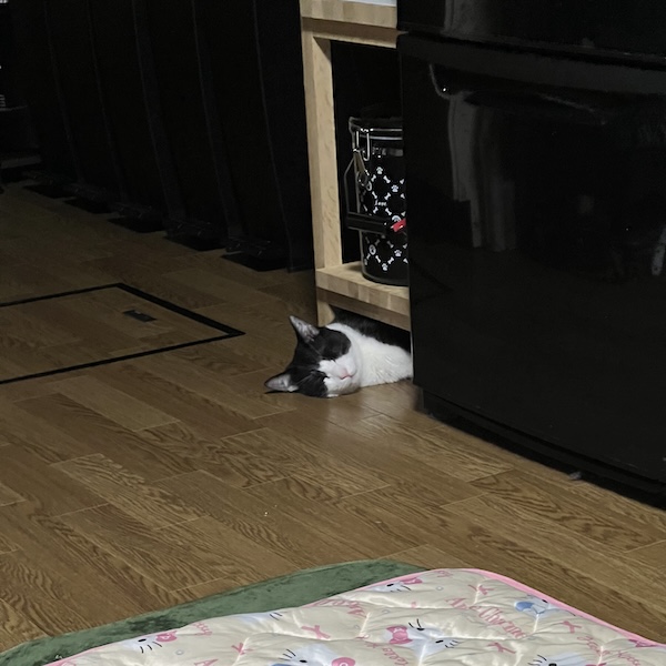 猫アレルギーとの付き合い方2