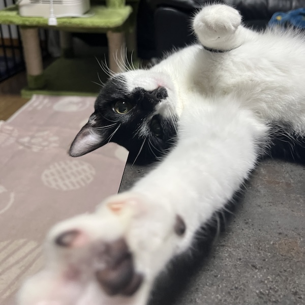 猫アレルギーとの付き合い方3