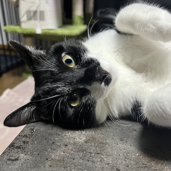 猫アレルギーとの付き合い方4