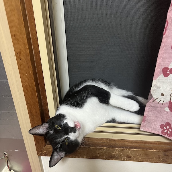 猫アレルギーとの付き合い方5