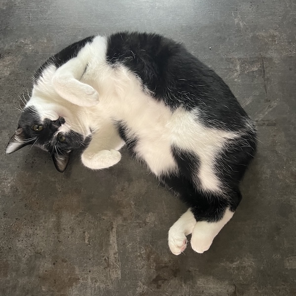 猫アレルギーとの付き合い方6