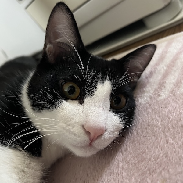 猫アレルギーとの付き合い方7