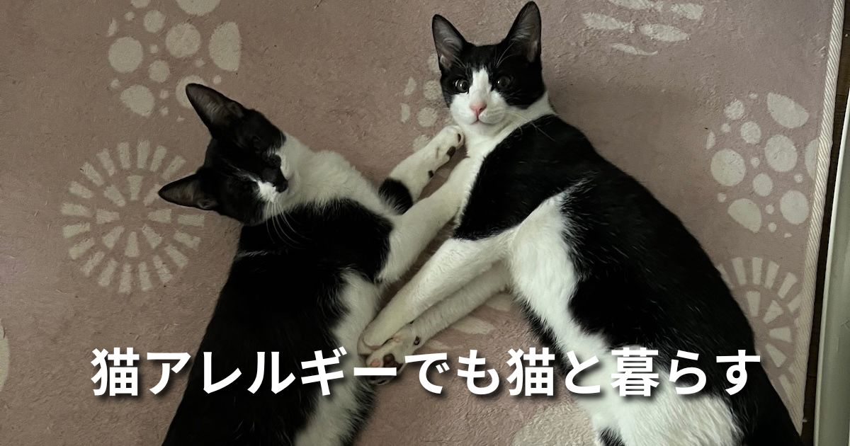 猫アレルギーでも猫と暮らす アイキャッチ