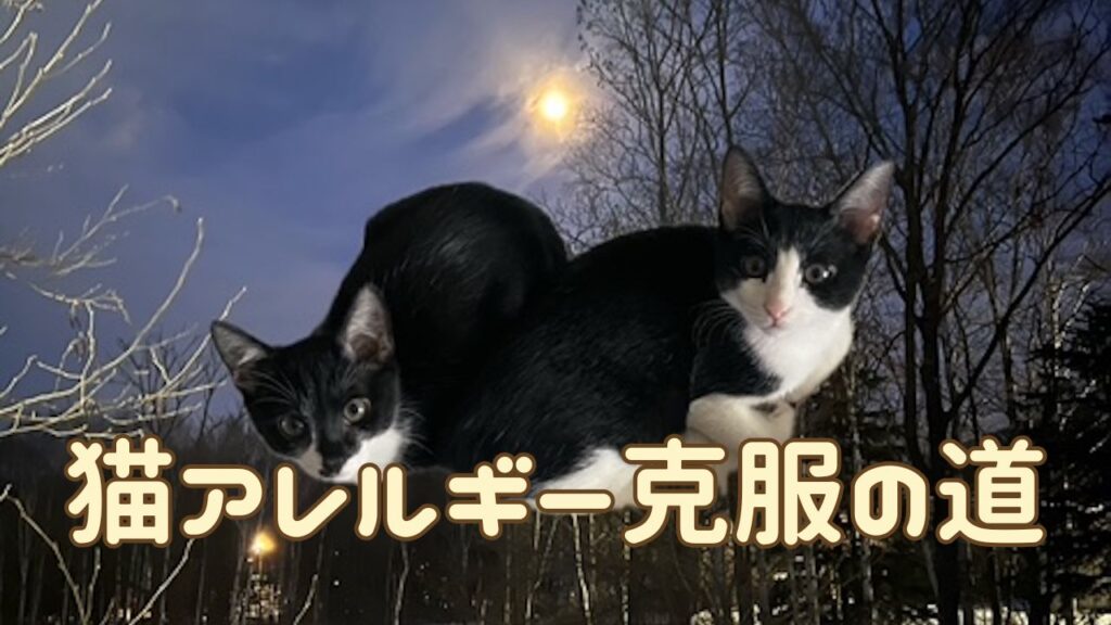 猫アイキャッチ 猫アレルギーとの付き合い方