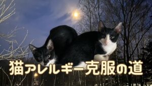 猫アイキャッチ 猫アレルギーとの付き合い方