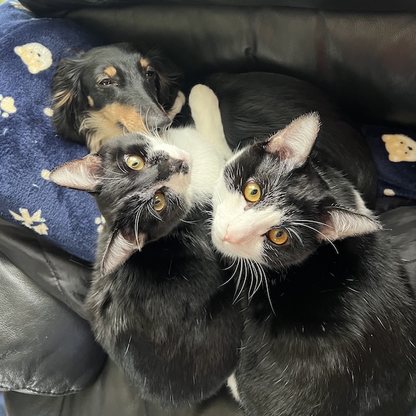 犬猫の臭いと掃除1