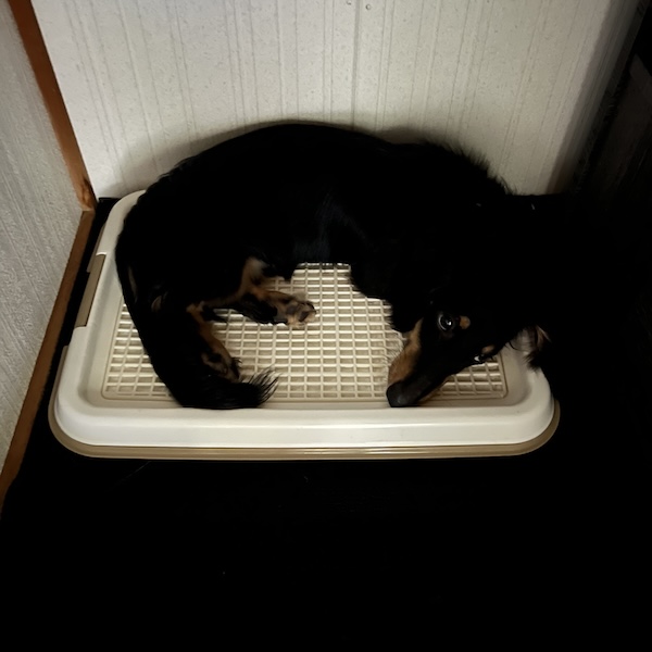 犬猫の臭いと掃除3