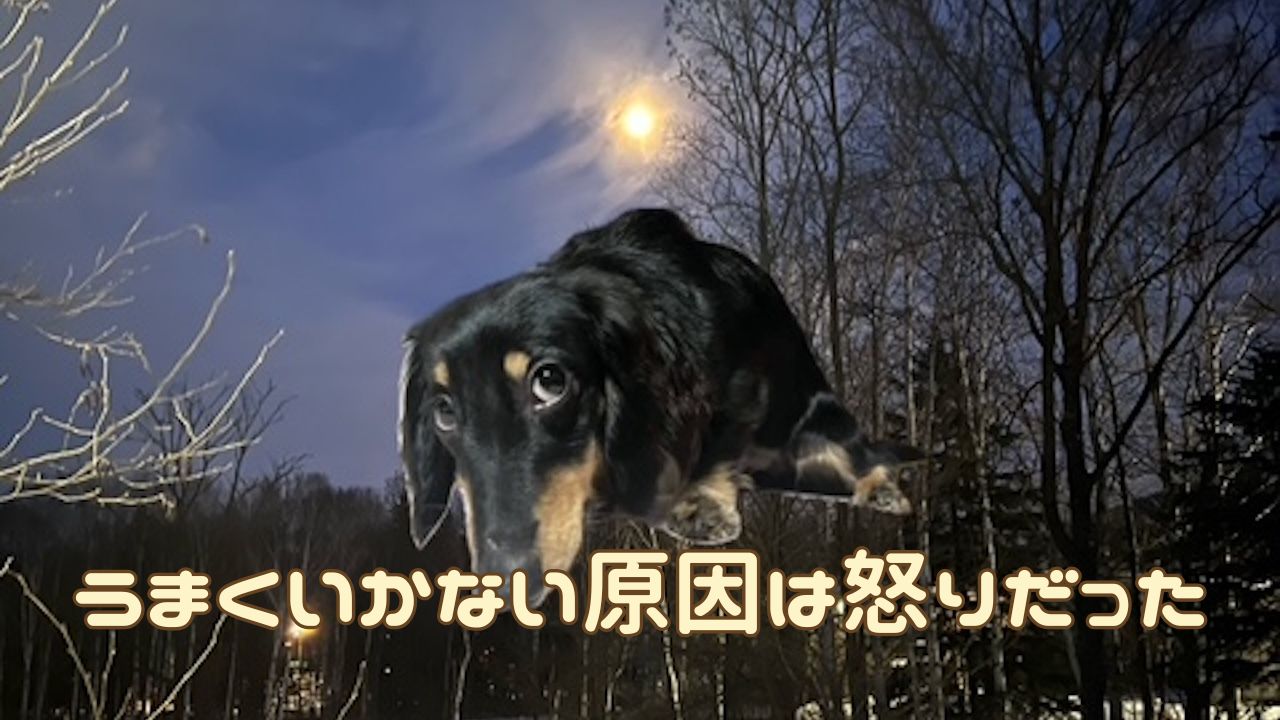 犬アイキャッチ トイレしつけの失敗