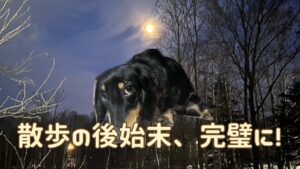 犬アイキャッチ 散歩中のトイレ失敗