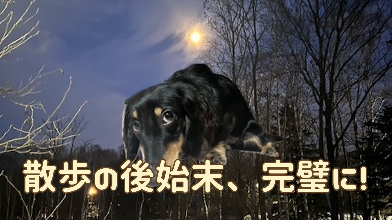 犬アイキャッチ 散歩中のトイレ失敗