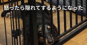 怒ったら隠れてするようになった アイキャッチ
