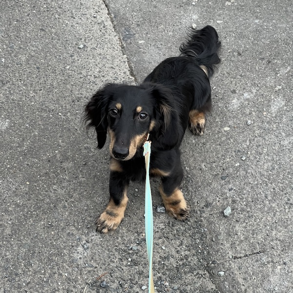 散歩中のトイレ失敗