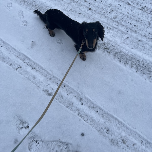 散歩中のトイレ失敗1