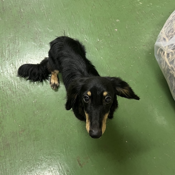 散歩中のトイレ失敗3