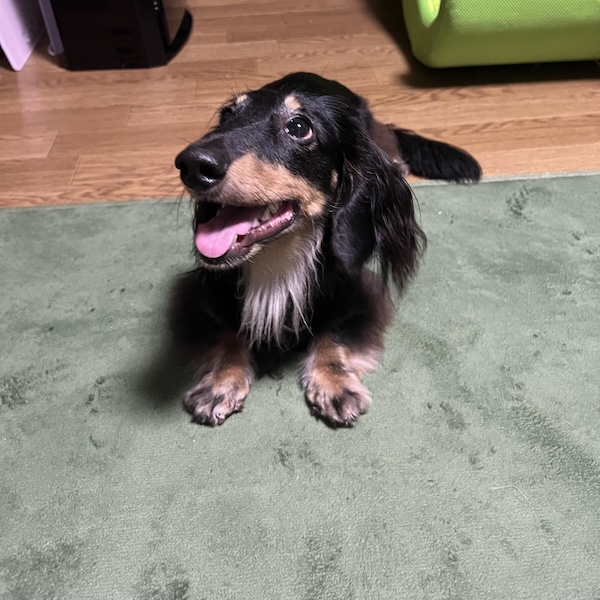 散歩中のトイレ失敗4