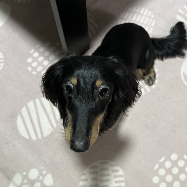 散歩中のトイレ失敗6