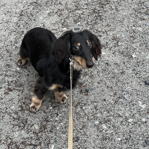 散歩中のトイレ失敗8