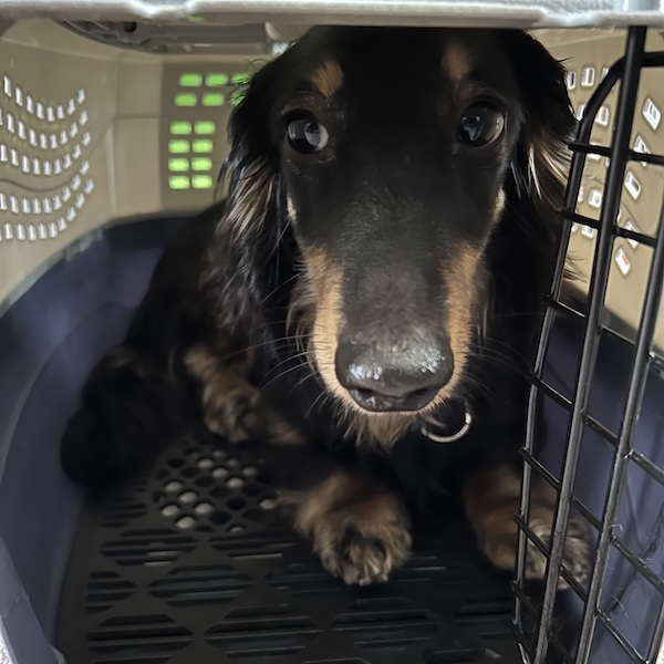 散歩中のトイレ失敗9