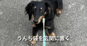 うんち袋を玄関に置く アイキャッチ