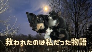 犬猫アイキャッチ お迎えのおすすめは保護