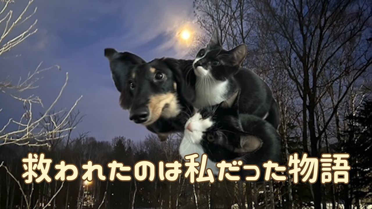 犬猫アイキャッチ お迎えのおすすめは保護