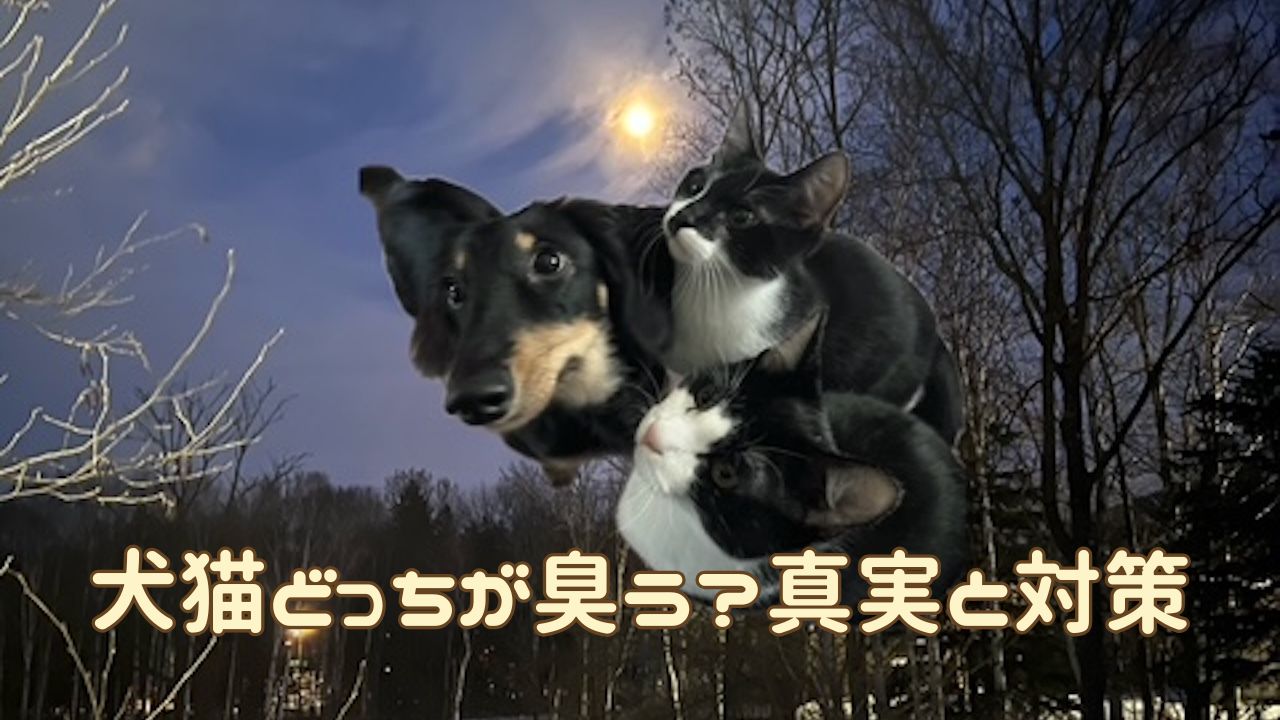 犬猫アイキャッチ 犬猫の臭いと掃除