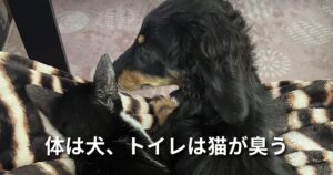 体は犬、トイレは猫が臭う アイキャッチ