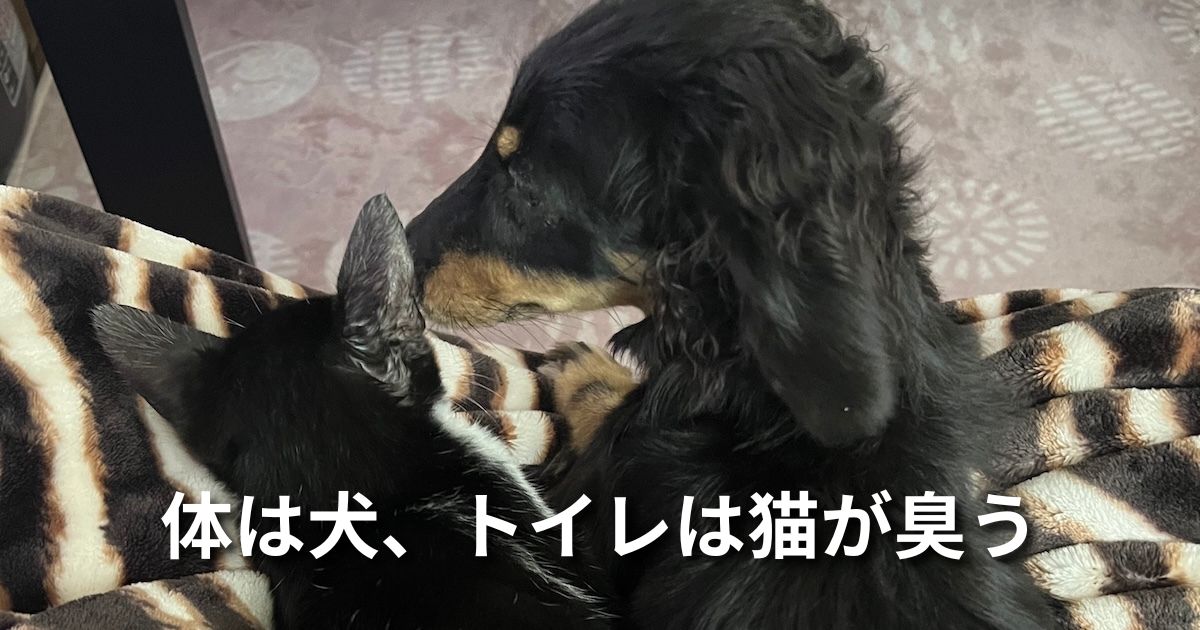 体は犬、トイレは猫が臭う アイキャッチ