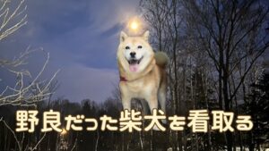 犬アイキャッチ 柴犬日記