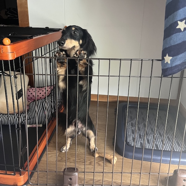犬猫はどっちが大変2