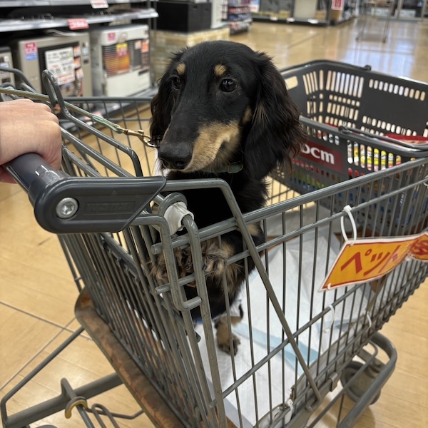 犬猫はどっちが大変3